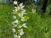 Mi son goduto la peonia dello Zucco e non solo ! – 25magg26 - FOTOGALLERY